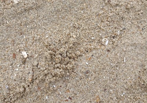 Sable de mer Sable de mer